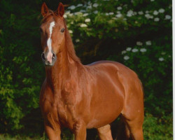 dressage horse Rivaldo 5 (Oldenburg, 1998, from Rohdiamant)