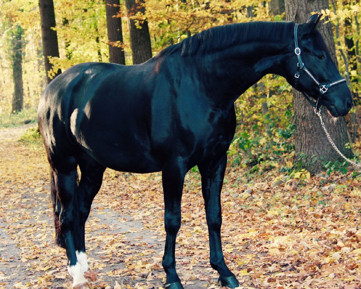 dressage horse Sunny Kiss K (Württemberger, 2008, from Sunny-Boy)