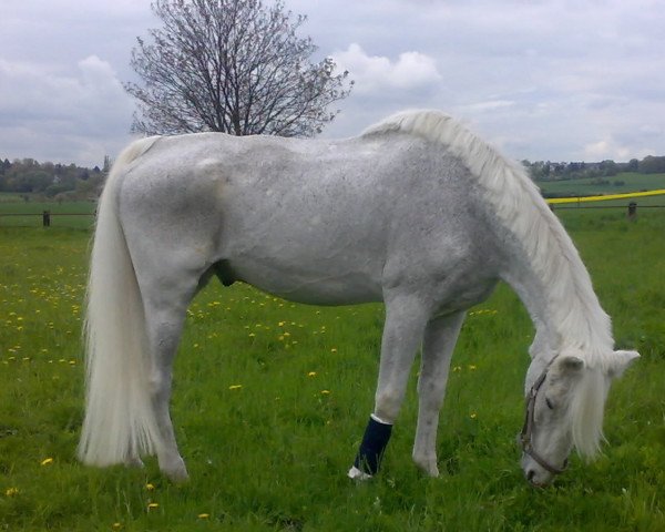 horse Renee (Westphalian, 1982, from Rokoko)