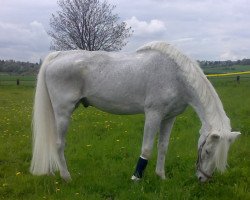 horse Renee (Westfale, 1982, from Rokoko)