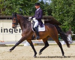 dressage horse Finnegan's Wake 3 (Westphalian, 2003, from Fürst Piccolo)