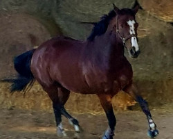 broodmare Baloudia (Oldenburg, 2014, from Balou du Rouet)