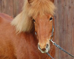 horse Haraldur von Myraland (Iceland Horse, 2010, from Sleipnir vom Beekenhof)