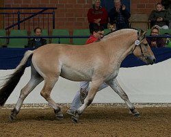 stallion Friso (Fjord Horse, 2013, from Fjoeleson)