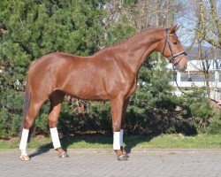 dressage horse dmgg (Hanoverian, 2011, from Dimaggio)