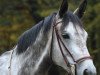 Springpferd Calica (Österreichisches Warmblut, 2010, von Calico 8)