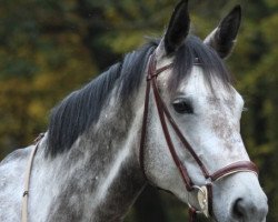 jumper Calica (Austrian Warmblood, 2010, from Calico 8)