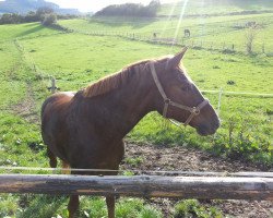 dressage horse Scaramouche 34 (Rhinelander, 2010, from Scolari)