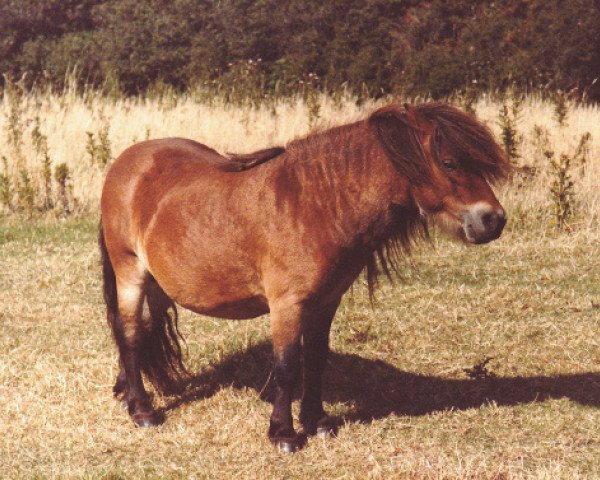 Deckhengst Fairy Resolve (Shetland Pony (unter 87 cm), 1979, von Fairy Bacchus)