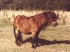 Deckhengst Fairy Resolve (Shetland Pony (unter 87 cm), 1979, von Fairy Bacchus)