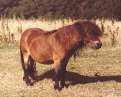 stallion Fairy Resolve (Shetland pony (under 87 cm), 1979, from Fairy Bacchus)