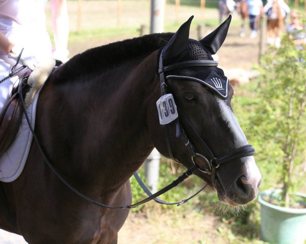 horse Shakira (Haflinger Mix, 2010)