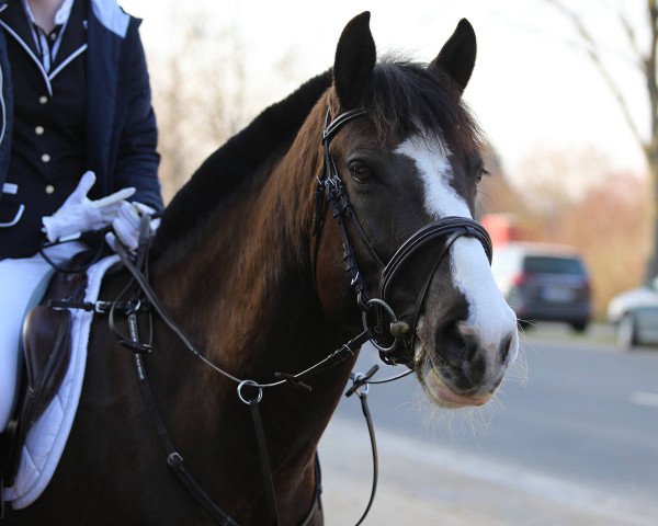 dressage horse Shakira (unknown, 2010)