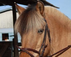 broodmare Mourage (Fjord Horse, 1992, from Courage C.182)