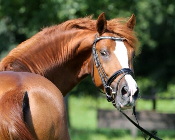 stallion Casino Royal Flash (German Riding Pony, 2010, from Casino Royale K WE)