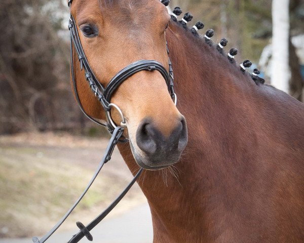 horse Carpathos' Princess (German Sport Horse,  , from Carpathos)