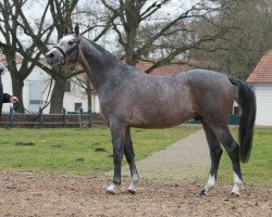 jumper Davids Galahad (Trakehner, 2019, from Davidas)