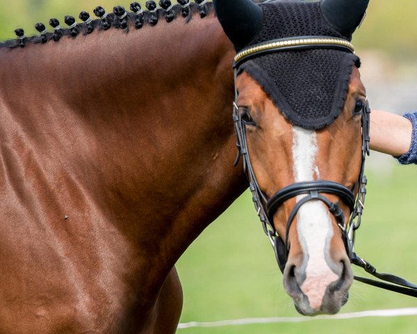 jumper Lübeck D (Hanoverian, 2011, from Landor S)