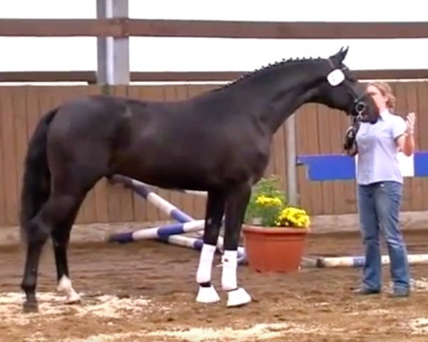 dressage horse Sir Louvre (Hanoverian, 2009, from San Remo)