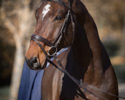 jumper Alberich D (Oldenburger Springpferd, 2008, from Albatros 86)