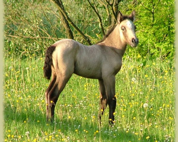 Dressurpferd Kinzighausen Golden Maybe (Connemara-Pony, 2009, von Glaskopf Golden Malcolm)