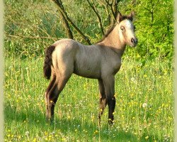 dressage horse Kinzighausen Golden Maybe (Connemara Pony, 2009, from Glaskopf Golden Malcolm)