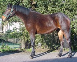 Pferd Kinzighausen Chiara (Connemara-Pony, 1999, von Westside Mirah)