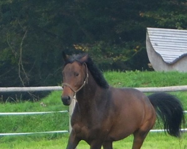 dressage horse Seldom (Mecklenburg, 2008, from Summertime)