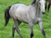 dressage horse Kinzighausen Hazy Marcello (Connemara Pony, 2012, from Frederiksminde Hazy Marvel 8 C)