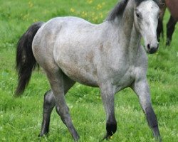 dressage horse Kinzighausen Hazy Marcello (Connemara Pony, 2012, from Frederiksminde Hazy Marvel 8 C)