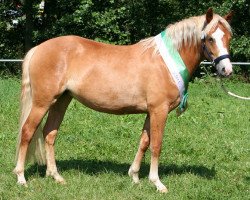 broodmare Kinzighausen Hazy Juna (Connemara Pony, 2012, from Frederiksminde Hazy Marvel 8 C)