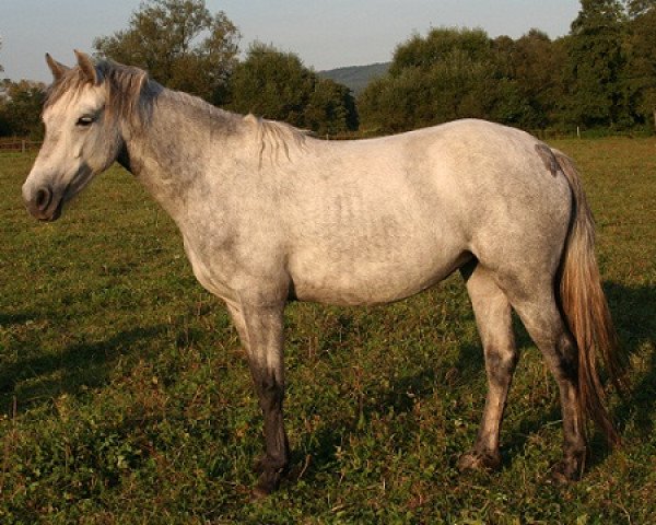 horse Kinzighausen Hazy Monalisa (Connemara Pony, 2010, from Hazy Monty)