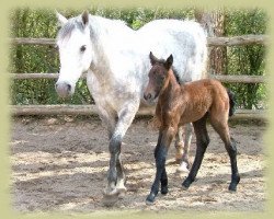 Pferd Kinzighausen Hazy Muriel (Connemara-Pony, 2010, von Hazy Monty)