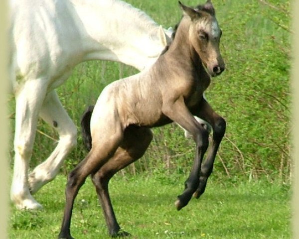 Dressurpferd Kinzighausen Golden Celia (Connemara-Pony, 2010, von Glaskopf Golden Malcolm)