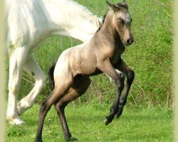 dressage horse Kinzighausen Golden Celia (Connemara Pony, 2010, from Glaskopf Golden Malcolm)