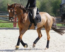 dressage horse Don Hännes (Westphalian, 2004, from Diego Garcia)