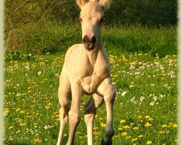 Dressurpferd Kinzighausen Golden Honey (Connemara-Pony, 2009, von Glaskopf Golden Malcolm)