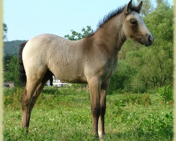 Dressurpferd Kinzighausen Golden Mambo (Connemara-Pony, 2008, von Glaskopf Golden Malcolm)