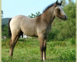 dressage horse Kinzighausen Golden Mambo (Connemara Pony, 2008, from Glaskopf Golden Malcolm)