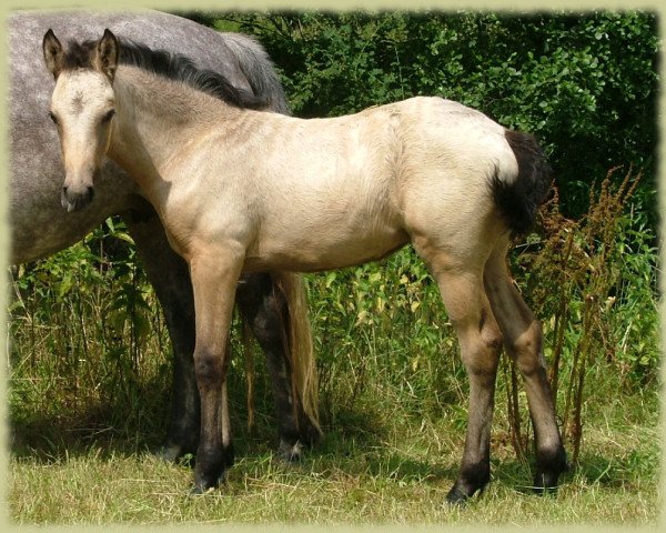 Zuchtstute Kinzighausen Hazy Minou (Connemara-Pony, 2008, von Frederiksminde Hazy Marvel 8 C)