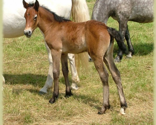 Pferd Kinzighausen Hazy Mabel (Connemara-Pony, 2008, von Frederiksminde Hazy Marvel 8 C)