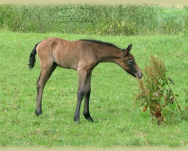 horse Kinzighausen Hazy Medley (Connemara Pony, 2008, from Frederiksminde Hazy Marvel 8 C)