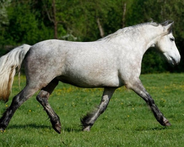 Pferd Kinzighausen Hazy Merlin (Connemara-Pony, 2007, von Frederiksminde Hazy Marvel 8 C)