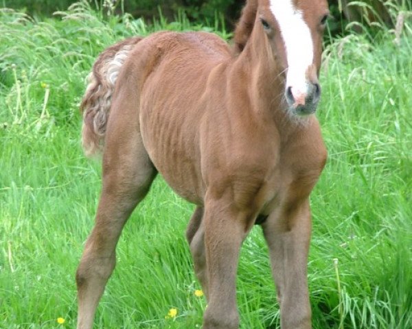 Pferd Kinzighausen Hazy Jalopy (Connemara-Pony, 2007, von Frederiksminde Hazy Marvel 8 C)