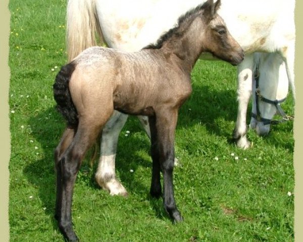 Dressurpferd Kinzighausen Golden Cassidy (Connemara-Pony, 2006, von Glaskopf Golden Malcolm)