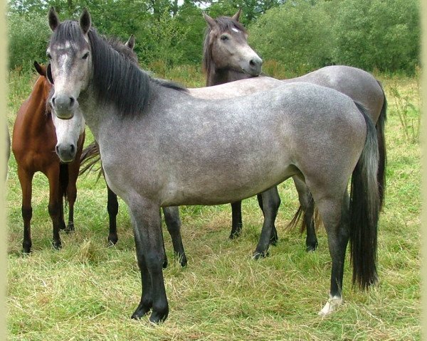 dressage horse Kinzighausen Golden Joan (Connemara Pony, 2006, from Glaskopf Golden Malcolm)