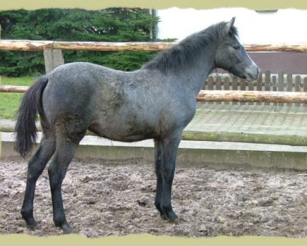 dressage horse Kinzighausen Golden Mia (Connemara Pony, 2006, from Glaskopf Golden Malcolm)