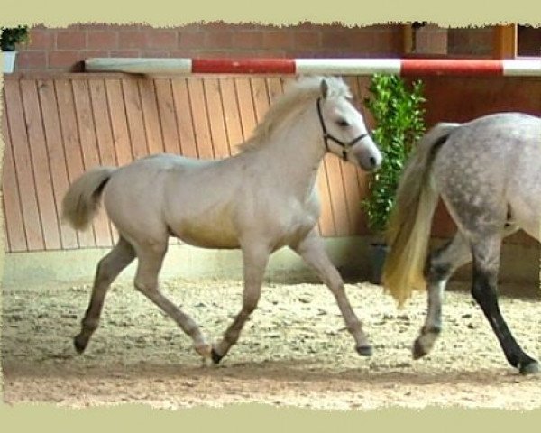 Dressurpferd Kinzighausen Golden Moment (Connemara-Pony, 2005, von Glaskopf Golden Malcolm)