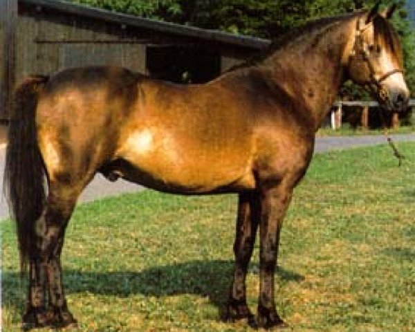 Deckhengst Glaskopf Golden Merlin (Connemara-Pony, 1986, von Golden Dan)