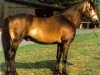 stallion Glaskopf Golden Merlin (Connemara Pony, 1986, from Golden Dan)